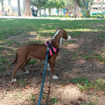 Arnés Acolchado Talla M - Imagen 2