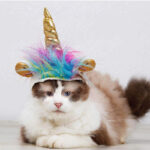 Sombrero de Unicornio