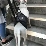 White dog wearing a black crossbody bag while standing on outdoor concrete stairs beside a person in jeans and sneakers.