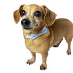 Collar de Tela Escosés XS - Imagen 2