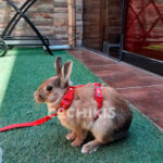 Arnés de Nylon para Conejo - Imagen 2