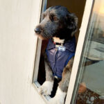 Chaleco Classic Cuello Peluche Talla 6 - Imagen 2