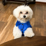 Chaleco Classic Cuello Peluche Talla 1 - Imagen 2