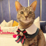 Little Tails Bandana Cuellito X-Mas Verde - Imagen 2