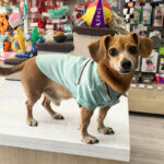 Little Tails Camisa Verde Menta - Imagen 2