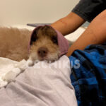 Protector de Oídos - Imagen 4