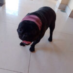 Protector de Oídos - Imagen 5