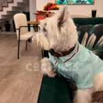 Little Tails Camisa Verde Menta - Imagen 3