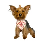 Blue Stars Bandana Universitario