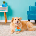 Chuckit! Indoor Shaker - Imagen 2