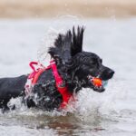 Chuckit! Amphibious Balls 3 Pack - Imagen 2