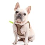 Arnés Respirable Tipo “Y” Marrón/Verde - Imagen 2