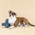 FRINGE JUGUETE GAME ON CELESTIAL