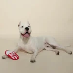 FRINGE JUGUETE PLAY RUFF! WHAT’S POPPIN’