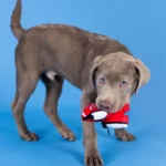 WAGSDALE PELUCHE SPORTS FANATICS BASKET-PAWLER