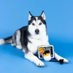 WAGSDALE PELUCHE SPORTS FANATICS TAKE IT TO THE HOOP