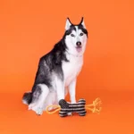 WAGSDALE PELUCHE THE GREAT OUTDOORS CAMO UP AMERICA