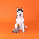 WAGSDALE PELUCHE THE GREAT OUTDOORS I’M HIDDING