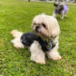 Chaleco Maison negro modelo 1