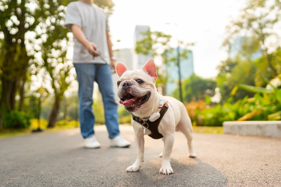 Guía para elegir el mejor arnés para tu perro