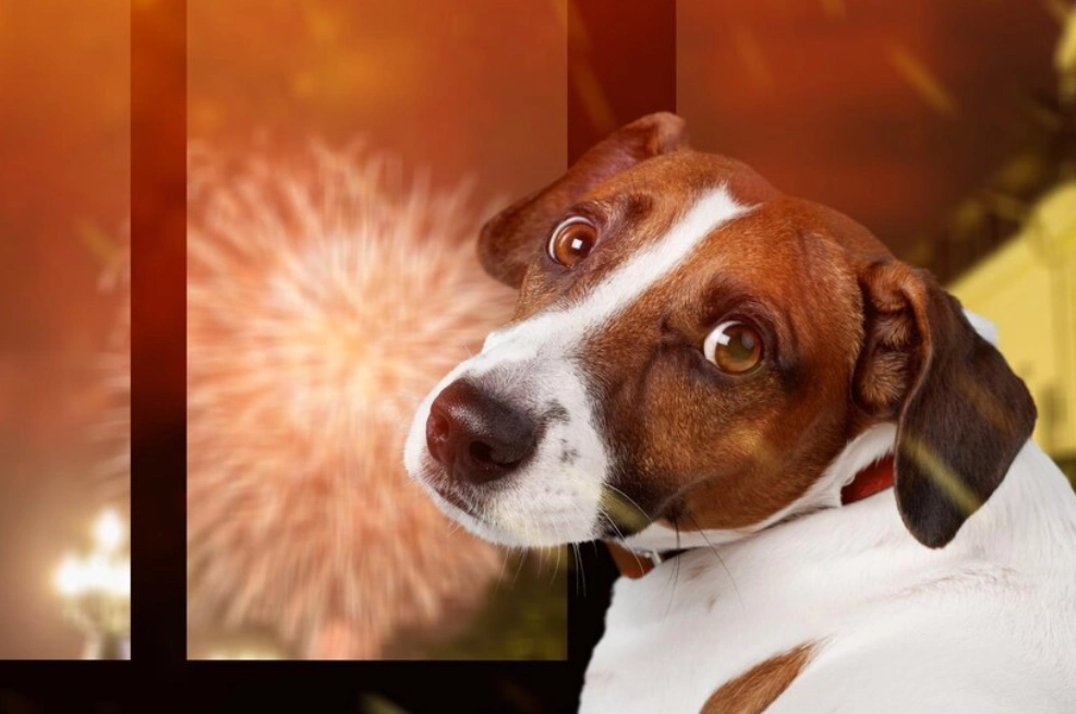 Mascotas y fuegos artificiales: Consejos para ayudarlas en Año Nuevo