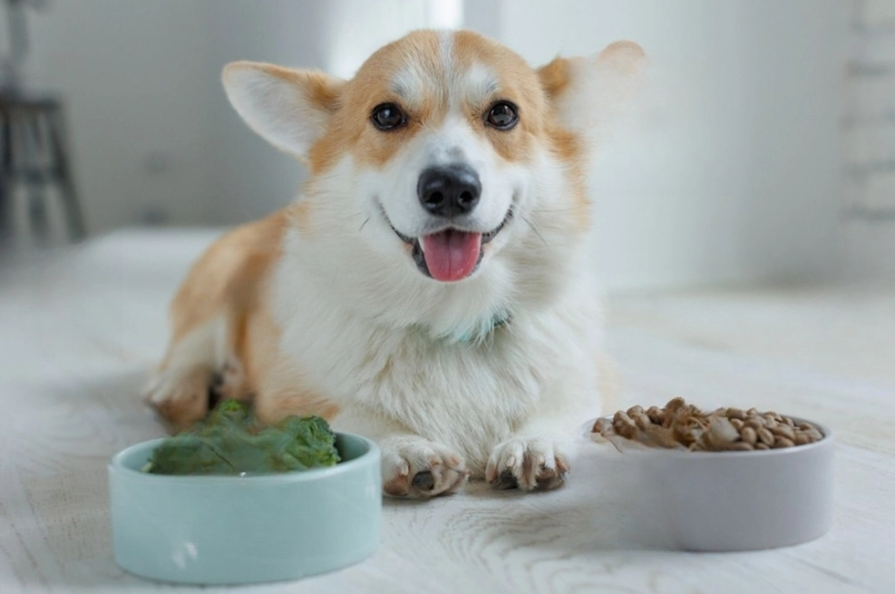 Opciones saludables para cuidar la hidratación y la alimentación de tu perro en verano