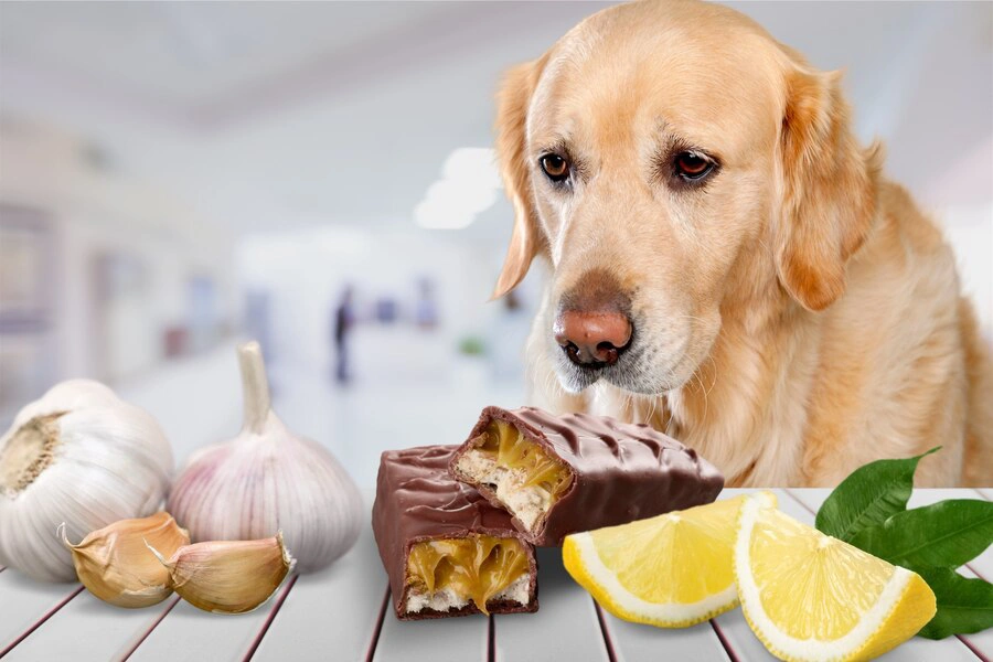 Alimentos no permitidos para tu perro