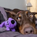 Multipet Peluche Loofa Dog Original 15cm