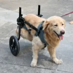 Silla De Ruedas Para Perros Grandes
