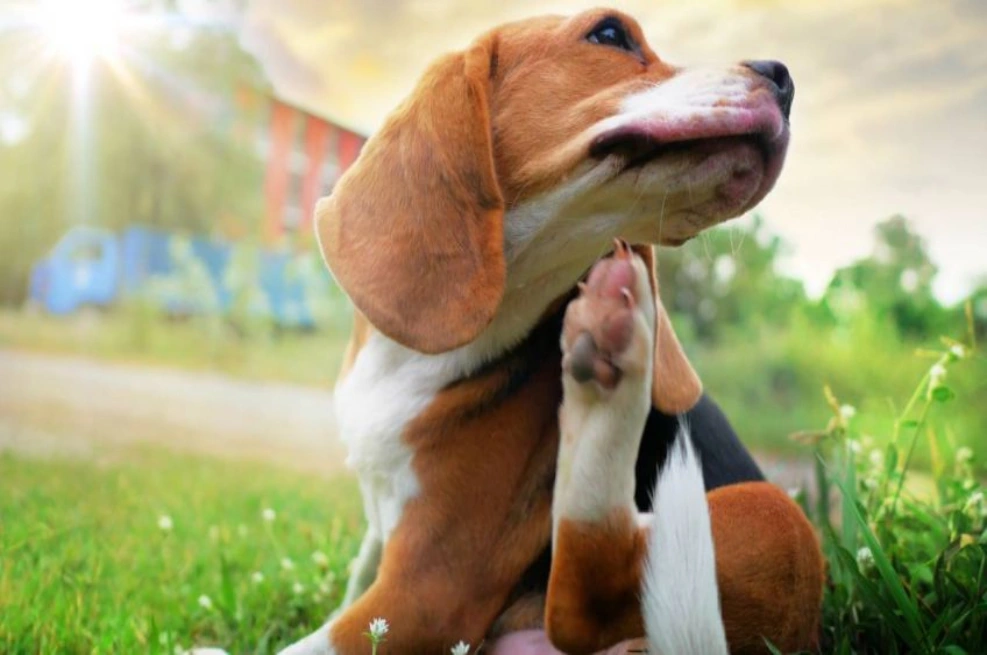 tienda-de-mascotas-en-lima