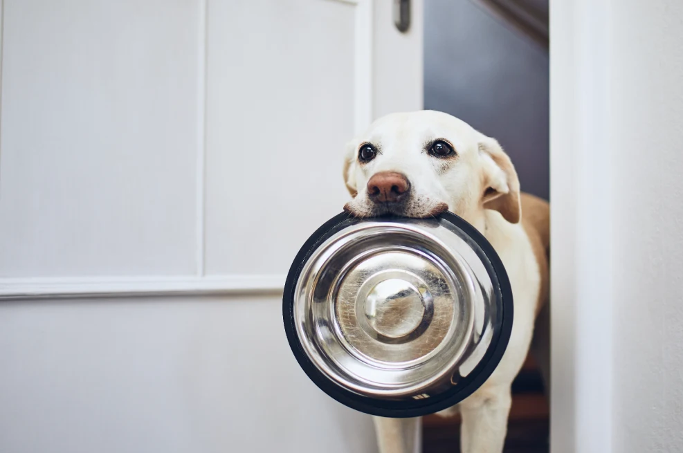 comida para perros