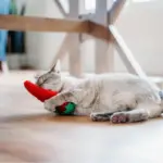 ZippyClaws Kickerz Pepper - Imagen 2