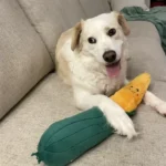 ZippyPaws Jigglerz Corn