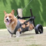 Silla de Ruedas para Perros Medianos