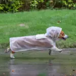 Poncho para la LLuvia Transparente - Imagen 2