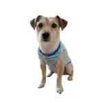 POLO RALPH TURQUESA 2