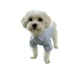 Blue Stars Camisa Ralph Celeste - Imagen 3