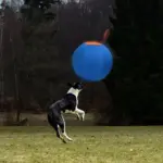 Pelota de Pastoreo para Perros 6