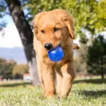 Golden retriever puppy carrying a blue ball in its mouth while walking on grass in a park.