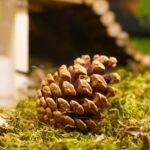 Pine cone resting on green moss with a blurred background, outdoors. (Nature scene)