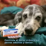 Previcox 57 MG X Unidad 4