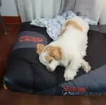 Orthopet Colchoneta Médica Negra