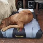 Orthopet Colchoneta Ortopédica Grado Médico Negro Peerrito 7