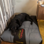 Orthopet Colchoneta Ortopédica Grado Médico Negro Peerrito 8