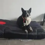 Orthopet Colchoneta Ortopédica Grado Médico Negro Perrito 3