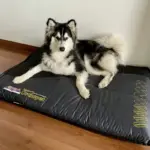 Orthopet Colchoneta Ortopédica Preventiva Negro Perrito 1