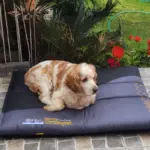 Orthopet Colchoneta Ortopédica Preventiva Negro Perrito 2